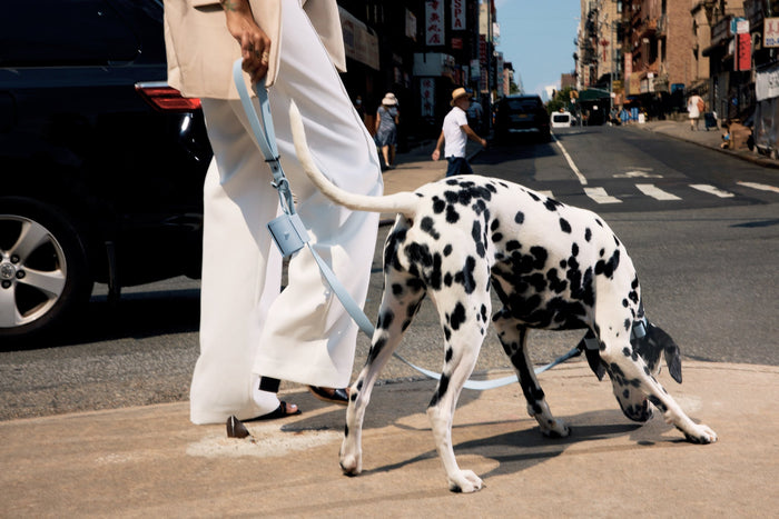 woman walking dog with Fable leash
