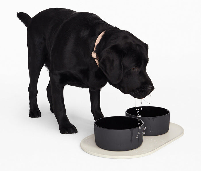 A Black Labrador Retriever drinks water from a black ceramic dog bowl with a white silicone bowl mat underneath.