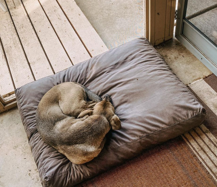 Brown dog rests on aesthetic dog bed (Fable Pets designer dog bed)