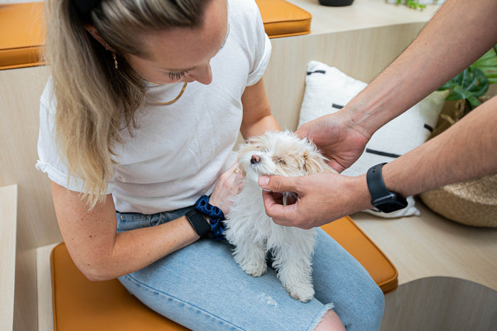 Tips for Keeping Your Dog's Teeth Healthy from The Experts at Bond Vet