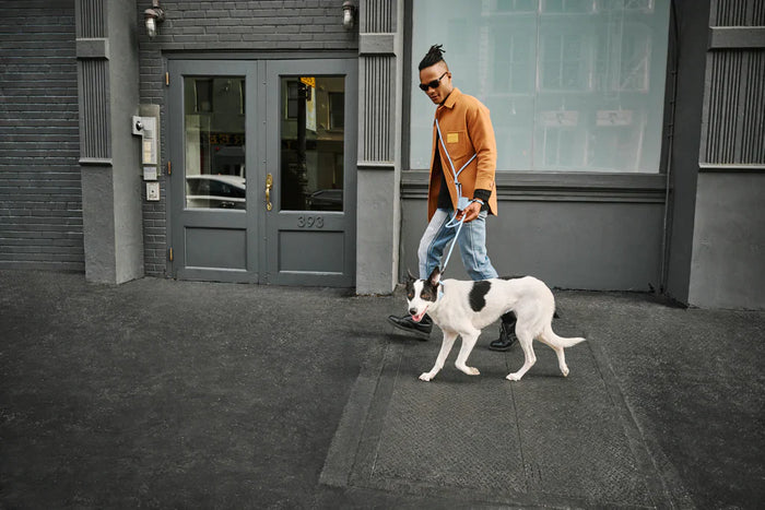 Chic man with crossbody leash walks nyc dog