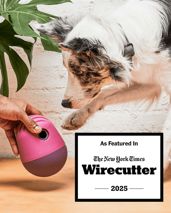 Ranger the dog plays with a dog feeder toy. Wire Cutter's Pick logo shows the toy was selected by new york times