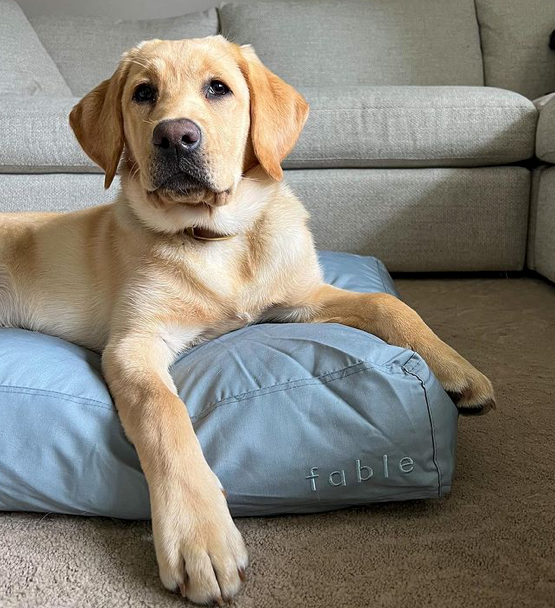dog products that are actually good looking? 🤩 use RUDDER10 to save o, fable pets