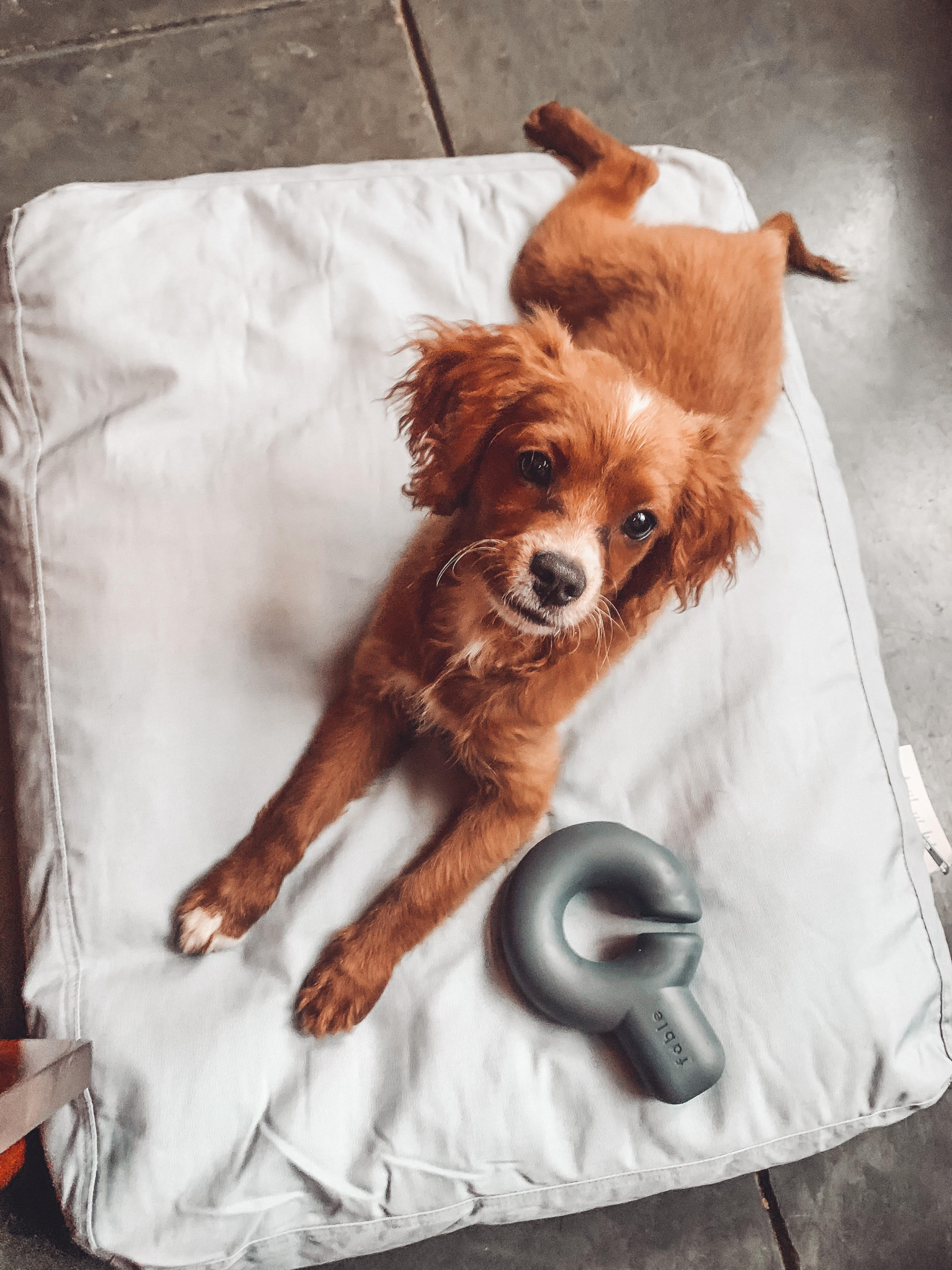 dog products that are actually good looking? 🤩 use RUDDER10 to save o, fable pets