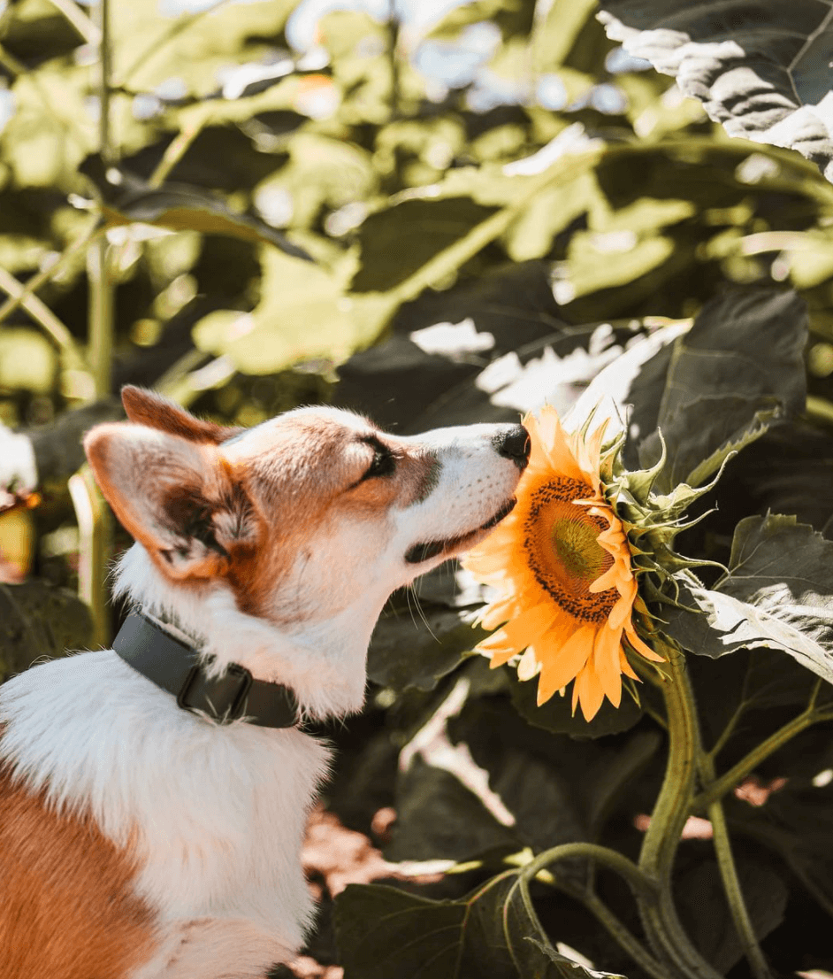 A Corgi enjoying the outdoors