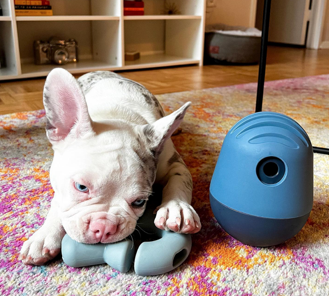 A French Bulldog at play