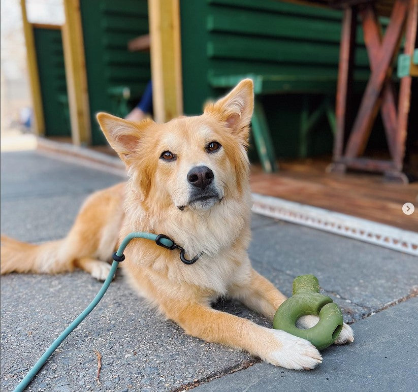 Dog enjoying a quiet moment