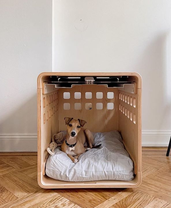 A dog relaxing at home