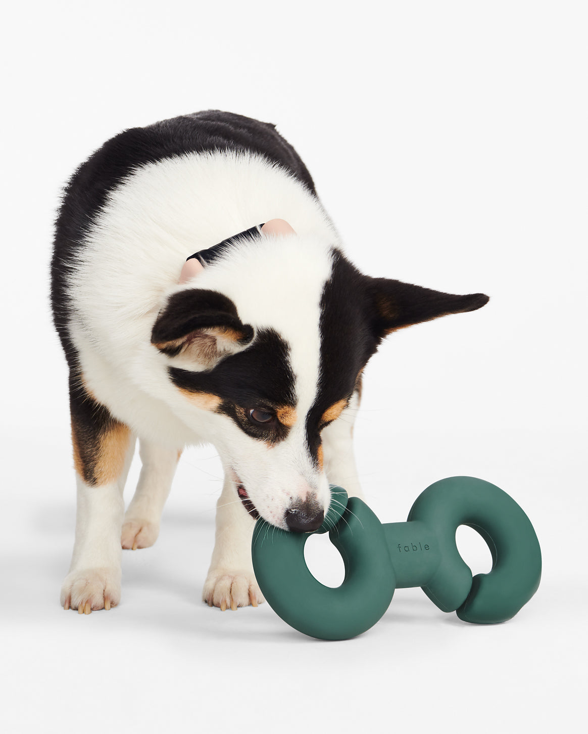 Fable | Perfect Gift for Dog Lovers — Fable Gift Card | Fable