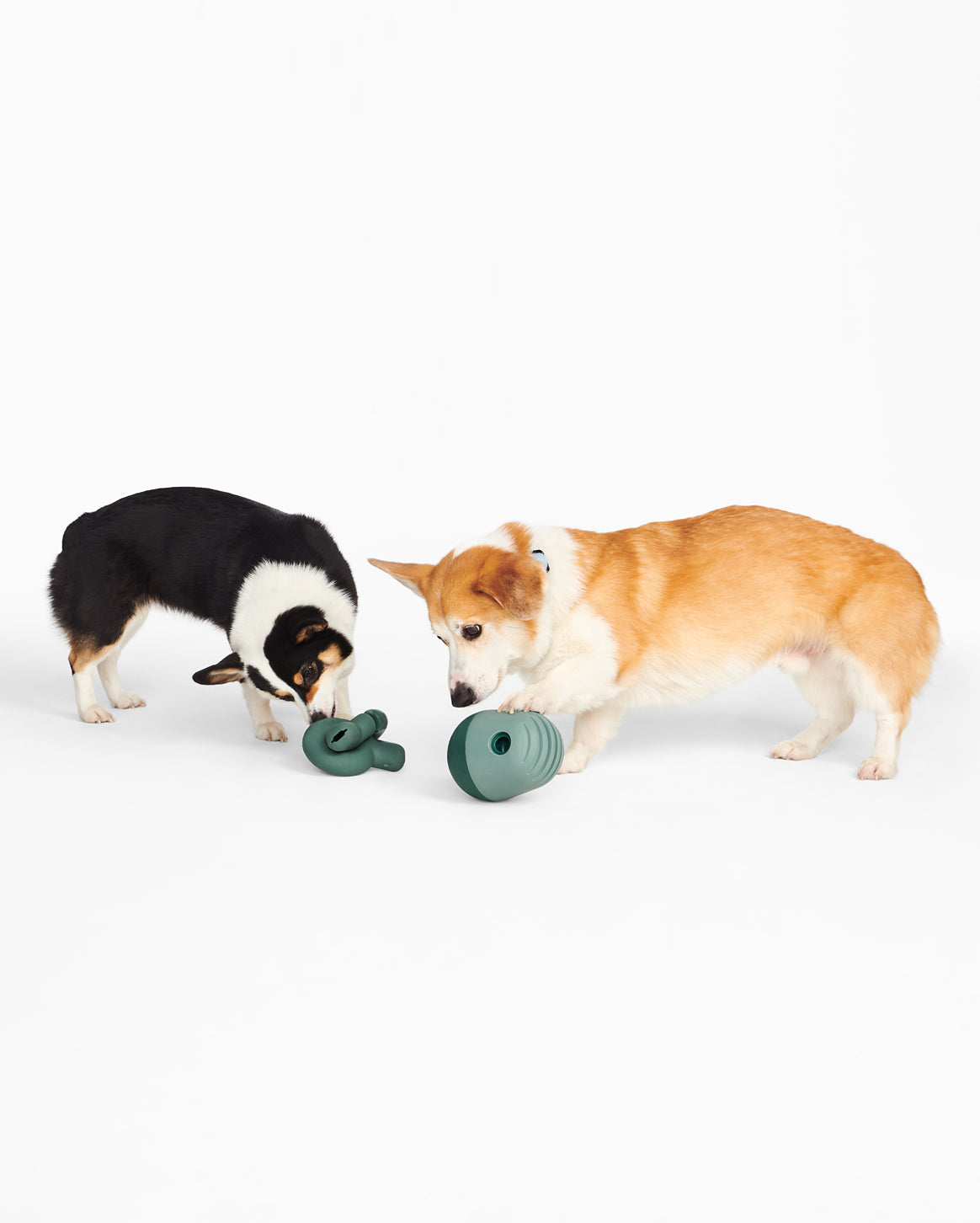 Fable | Perfect Gift for Dog Lovers — Fable Gift Card | Fable