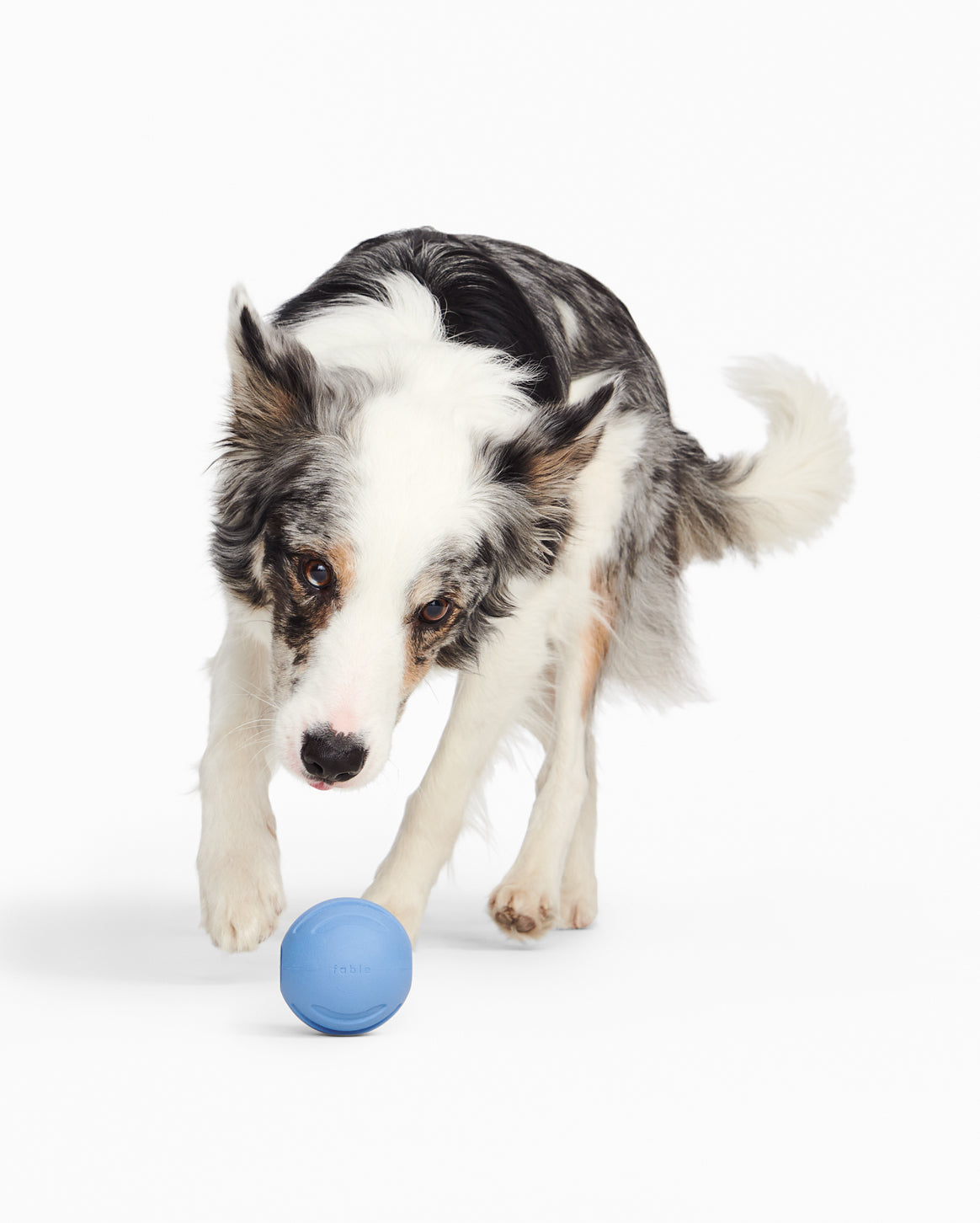 Fable Signature Ball - Interactive Rubber Dog Ball with Treat openings - for Most Breeds and Sizes - Durable Dog Toy Ball - 2